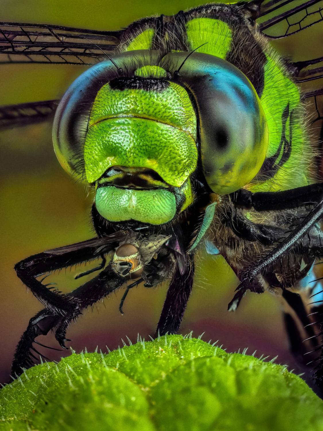 , Олег Савицкий