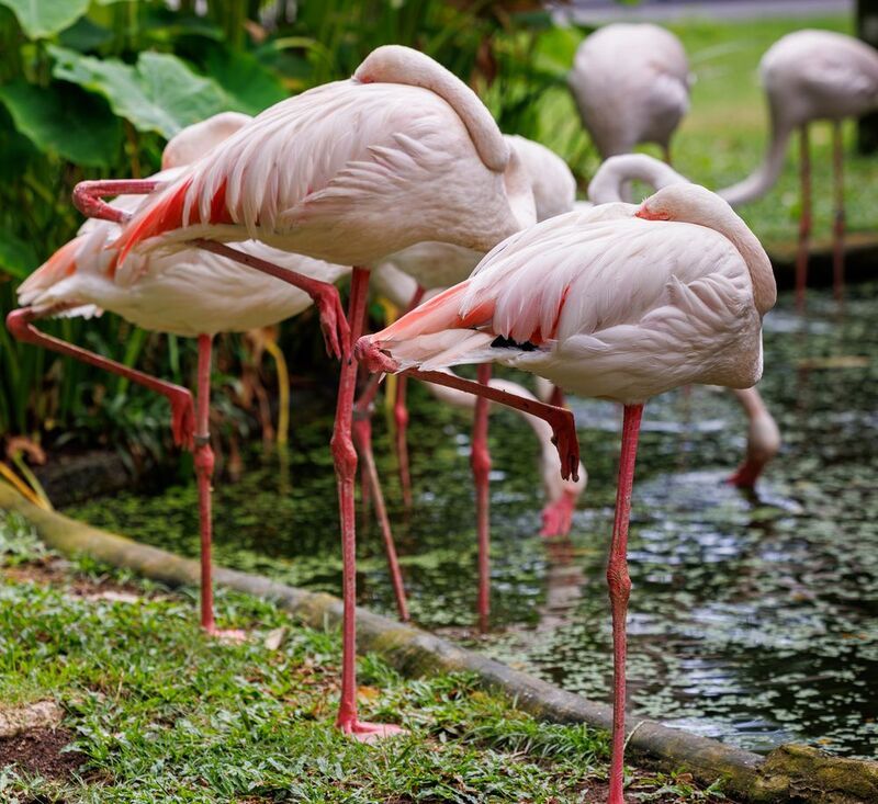 #birds #wildlife #animallovers #wild #flamingo #animal_captures #thai #thailand #khaokheow Джунгли Тайланда фото превью