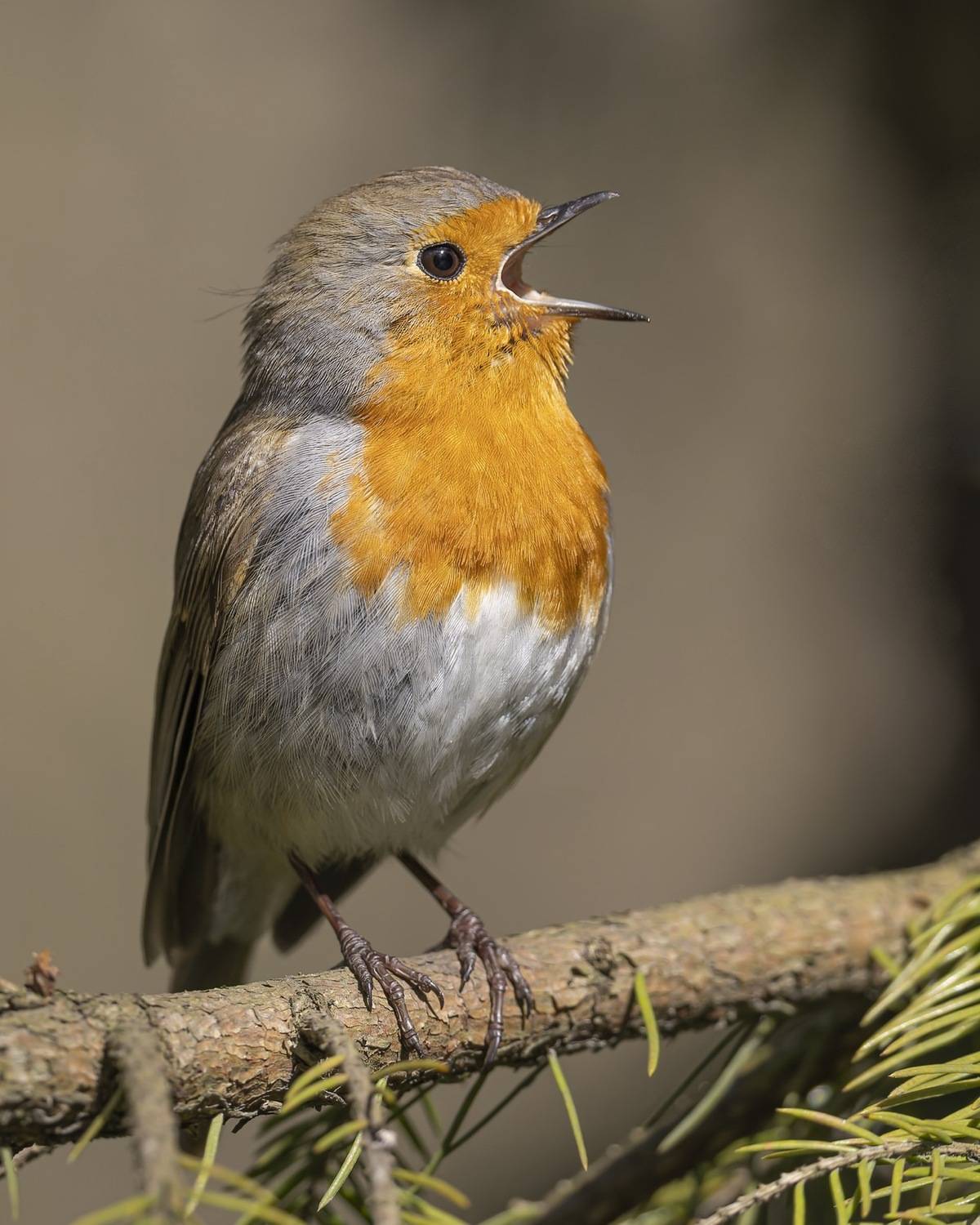 зарянка, малиновка, птицы, Руслан Pl