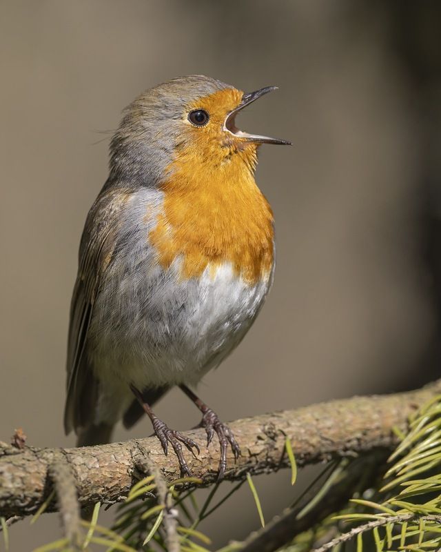 зарянка, малиновка, птицы Зарянка фото превью