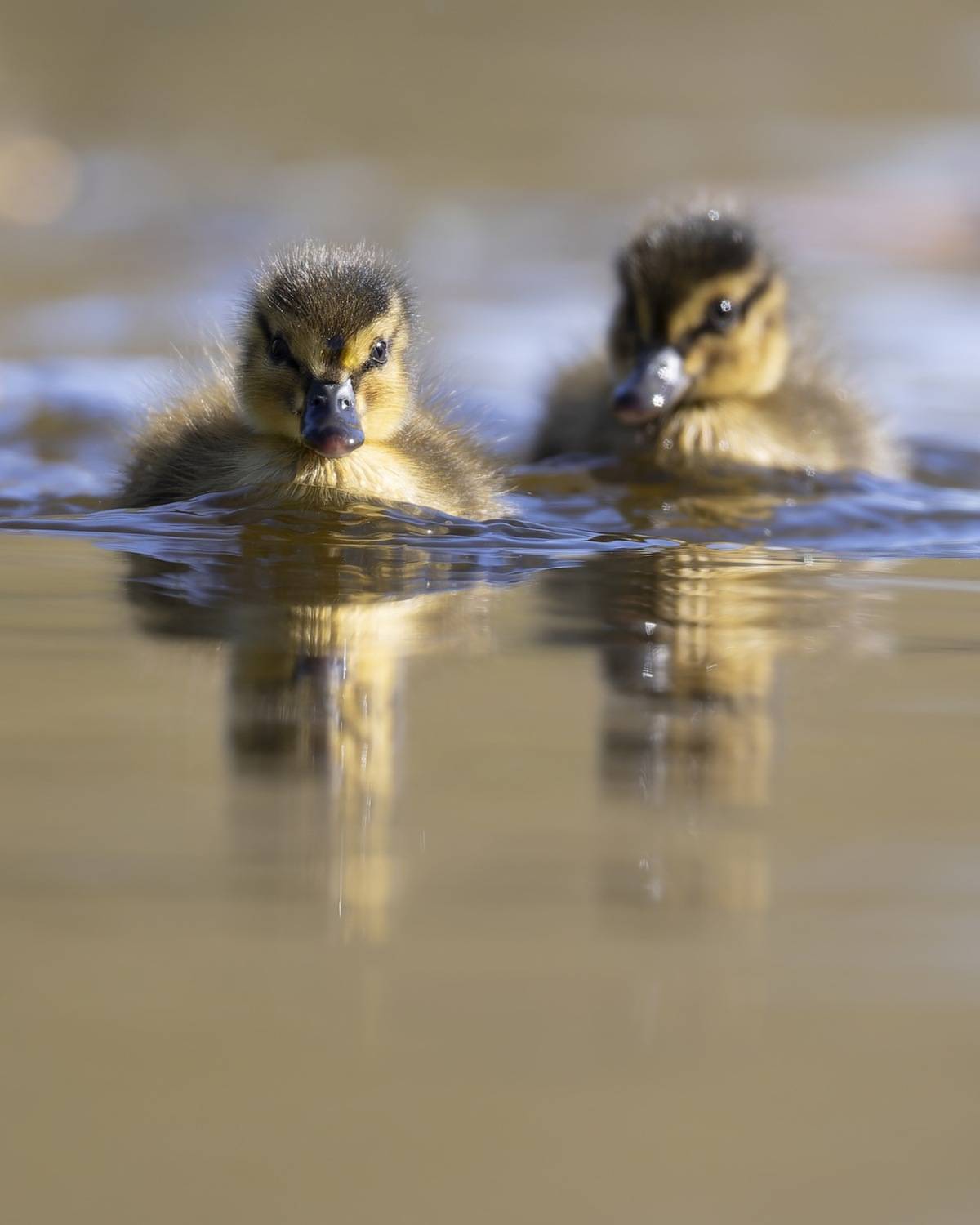 кряква, утята, утенок, птицы, Руслан Pl