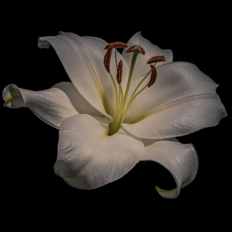 Лилия фото превью