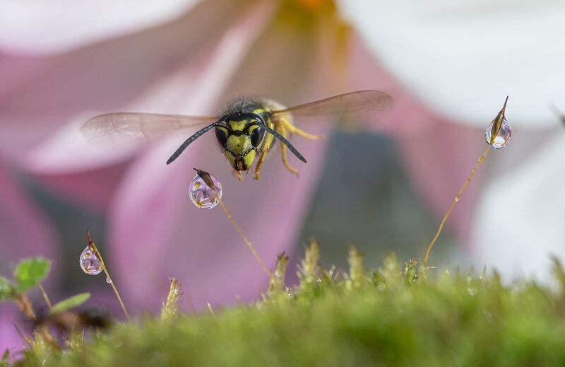 Полёт осы фото превью
