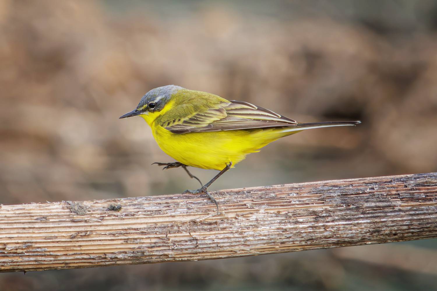 желтая трясогузка, Морозов Сергей
