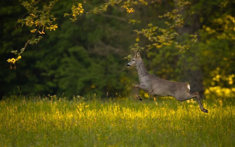 Deer фото превью