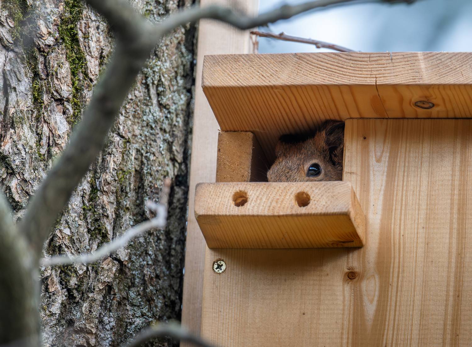 , Курлянцев Алексей