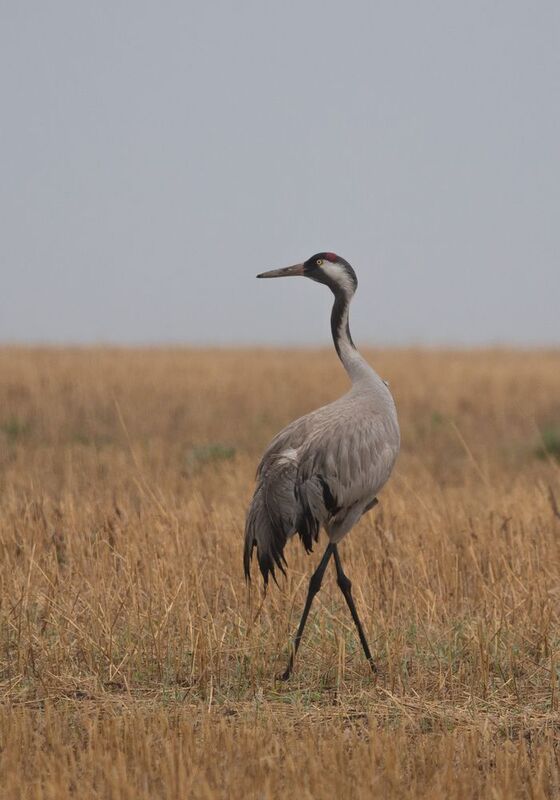 серый журавль фото превью