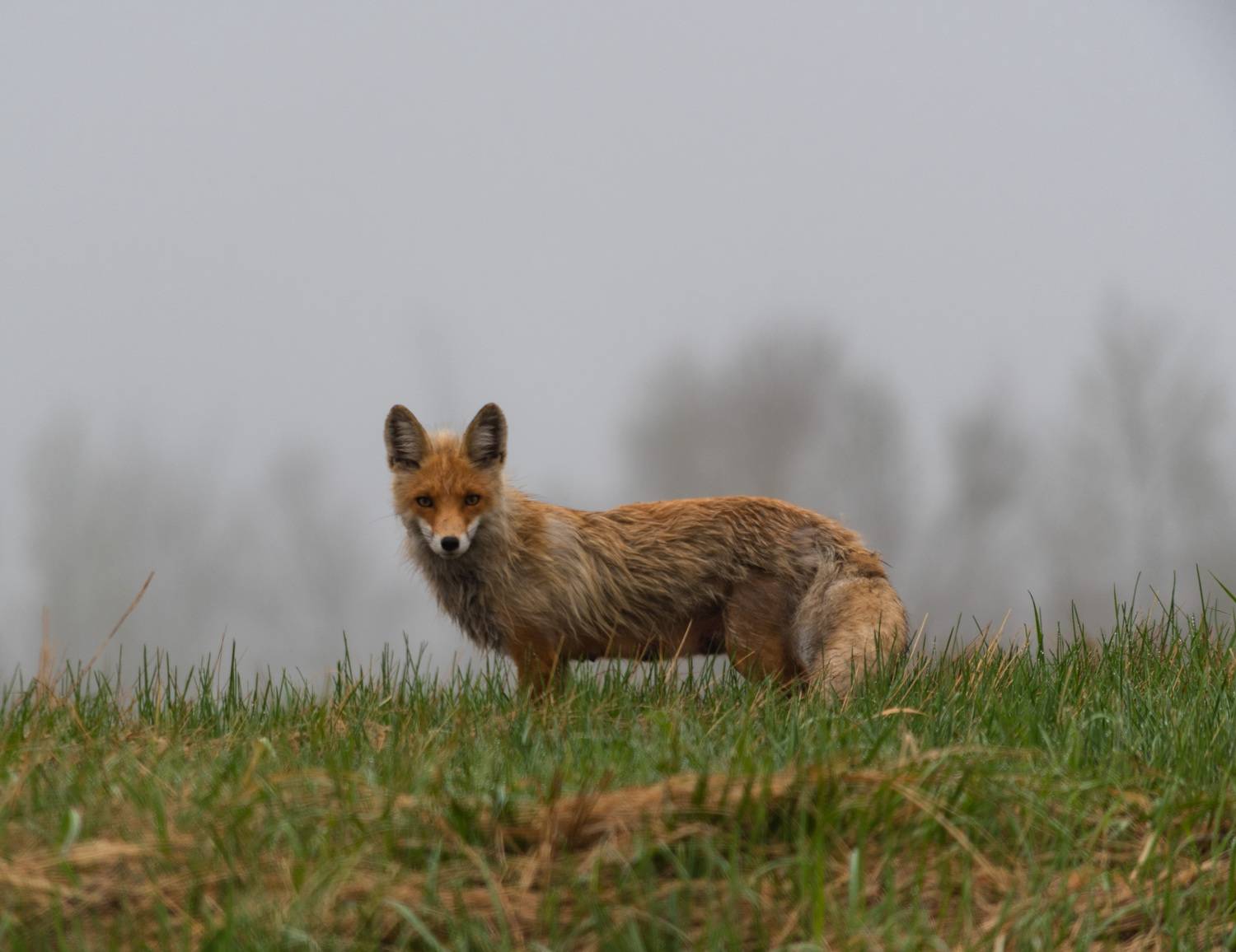, Красников Андрей