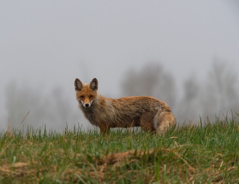 рыжая сестрица фото превью
