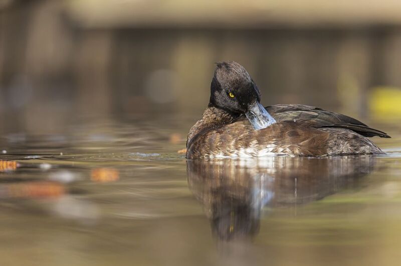 хохлатая чернеть, нырок, птицы Хохлатая чернеть фото превью