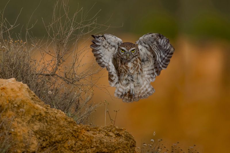 Little owl фото превью