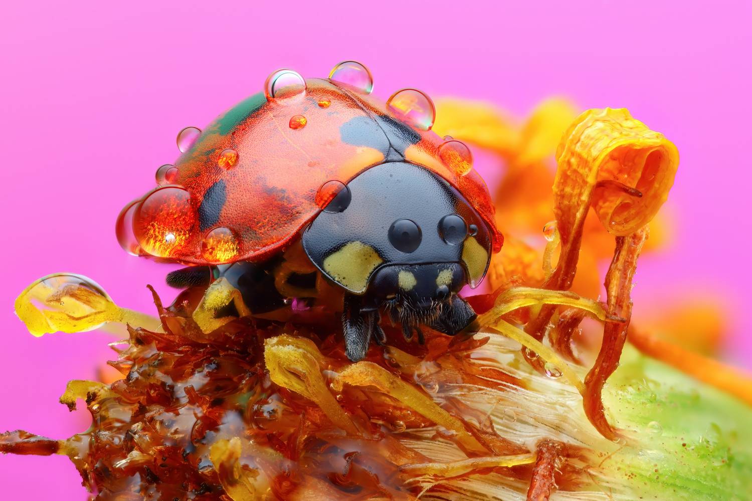 , Фруман Евгений