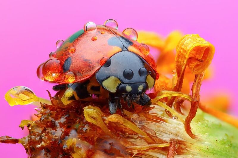 *** фото превью