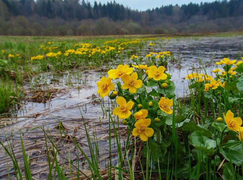 весна, калужница Калужницы цветут фото превью