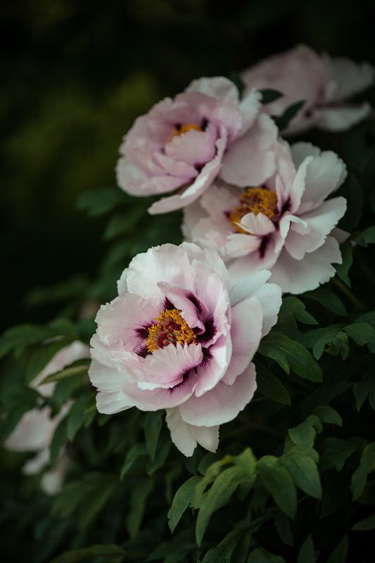 Пионы фото превью