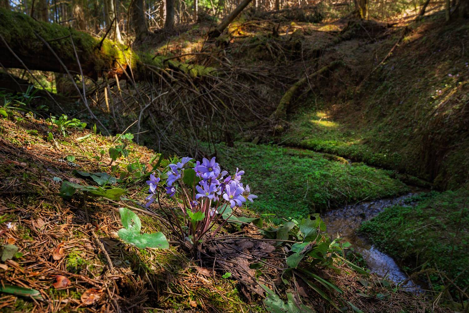 , Евгений Ерохин
