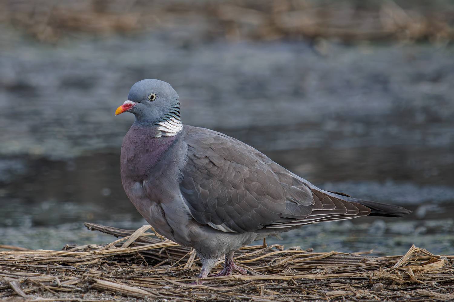 , Морозов Сергей