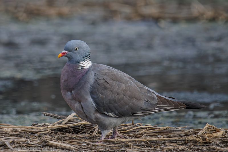 Вяхирь фото превью