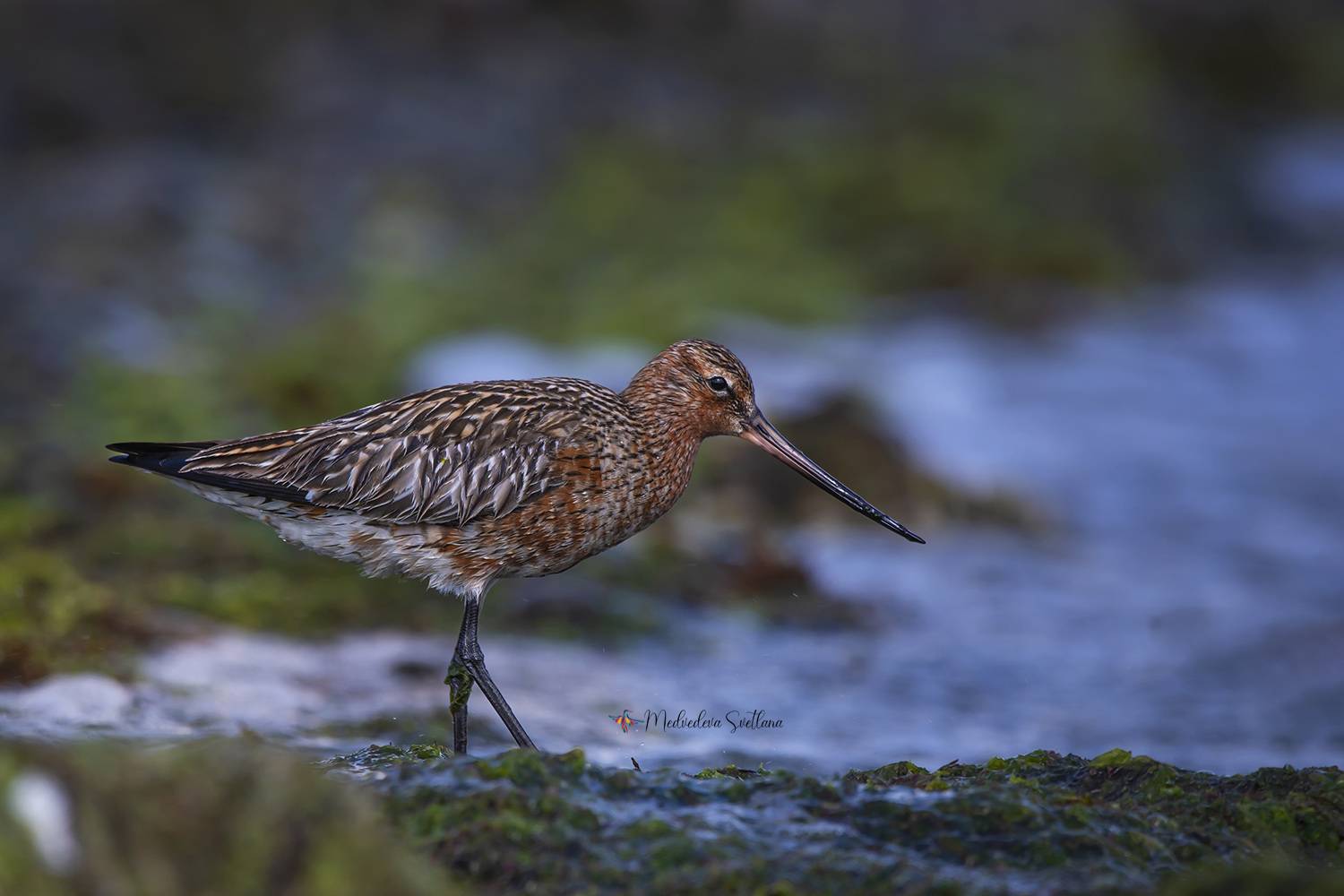 птица, кулик, веретенник,малый веретенник, Медведева Светлана