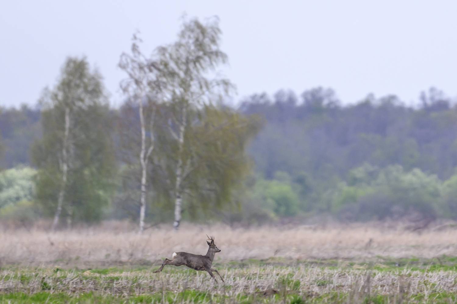 , Пупонин Сергей