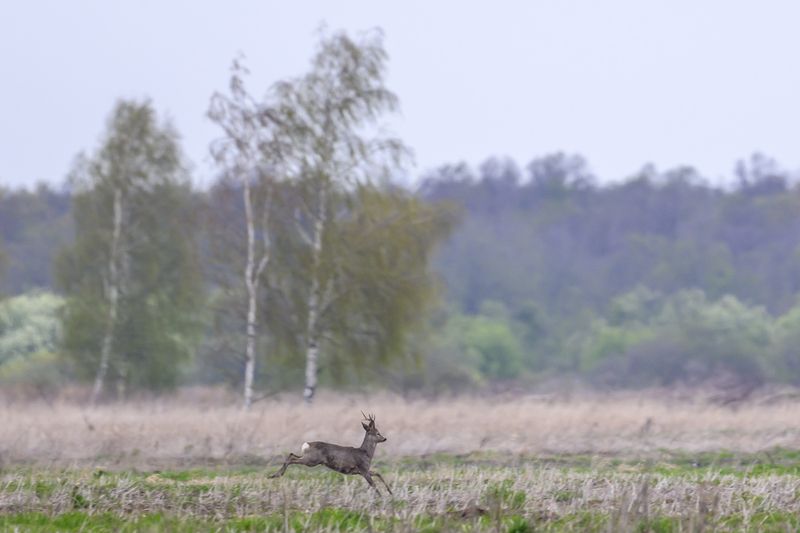 Как назвать самца косули? )) фото превью
