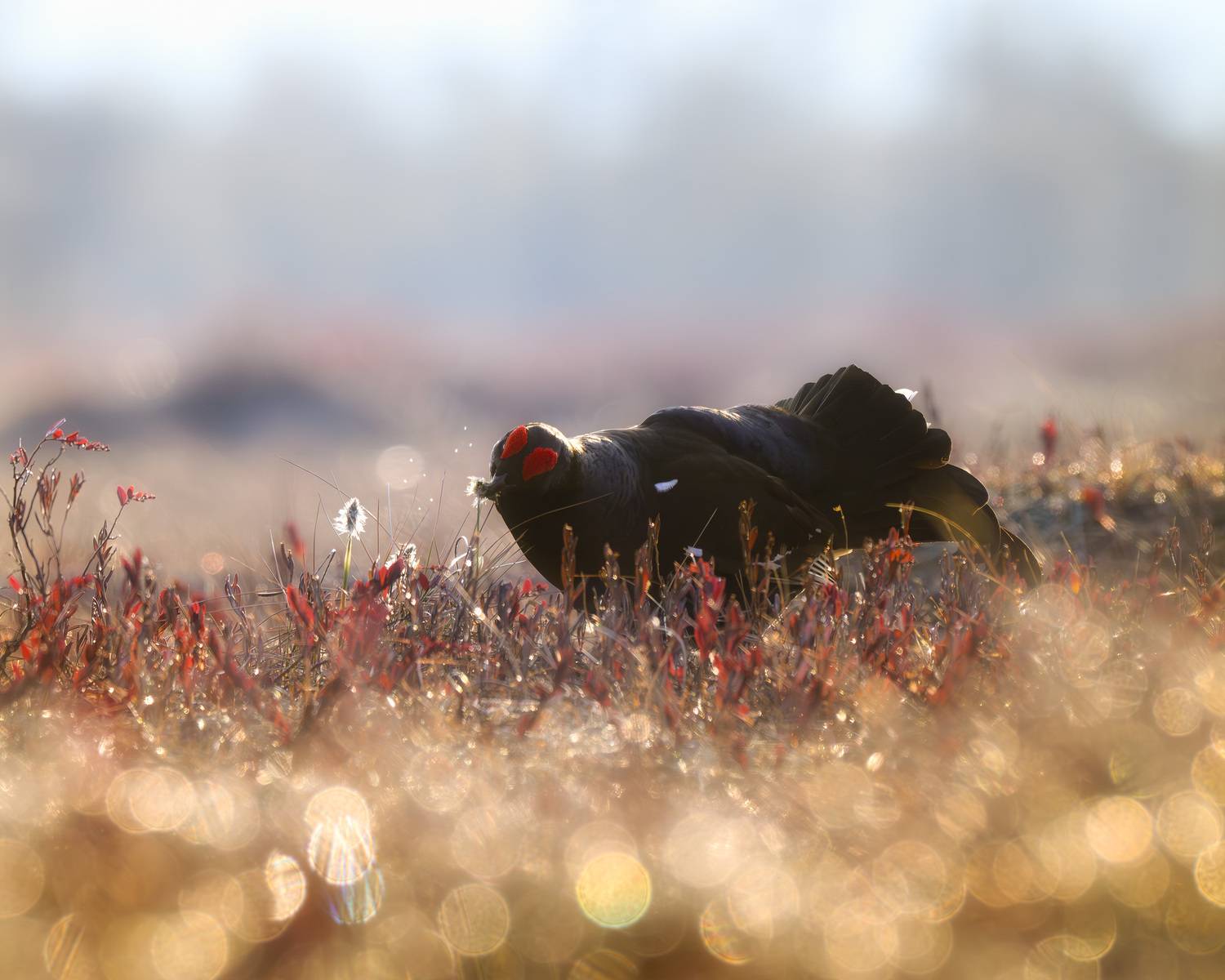 тетерев, ток, токование, птицы, фотоптиц, природа, весна, болото, лес, бердинг, бердвотчинг, фотоохота, birding, black grouse, countership display, birdwatching, wildlife, Михаил Ездаков