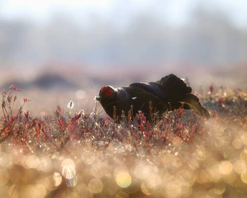 Тетерев на току