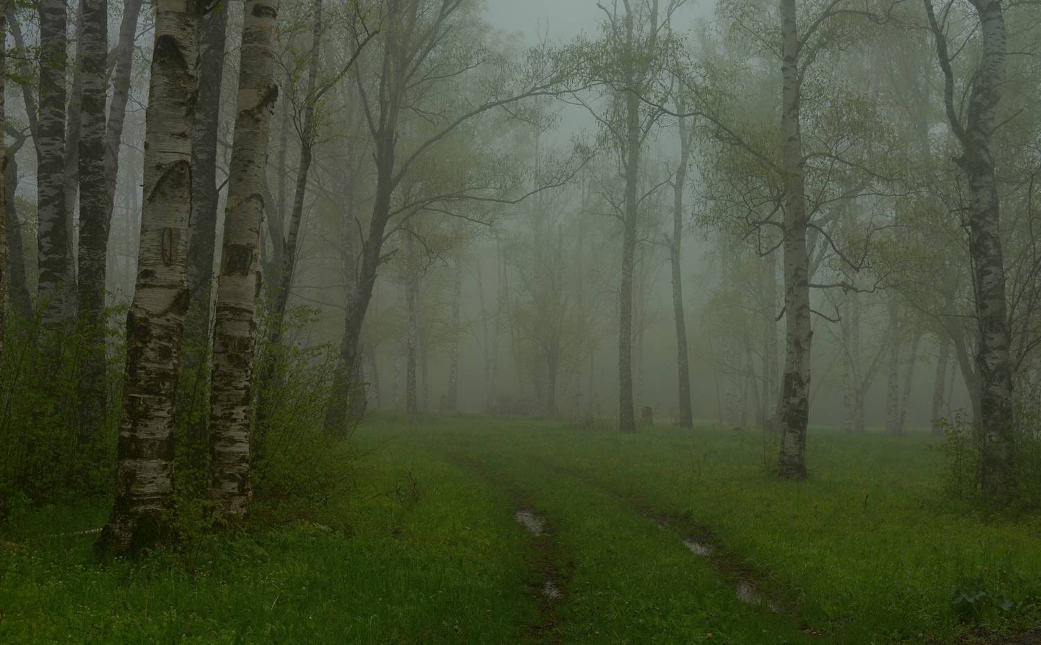 весна туман лес утро, Александр Жарников