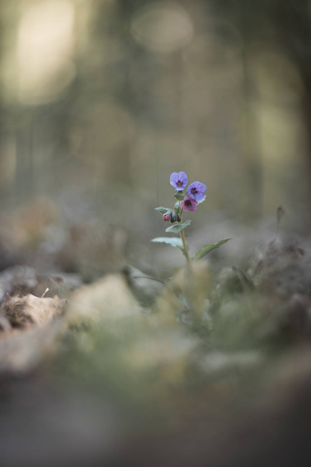 , Обидина Мария