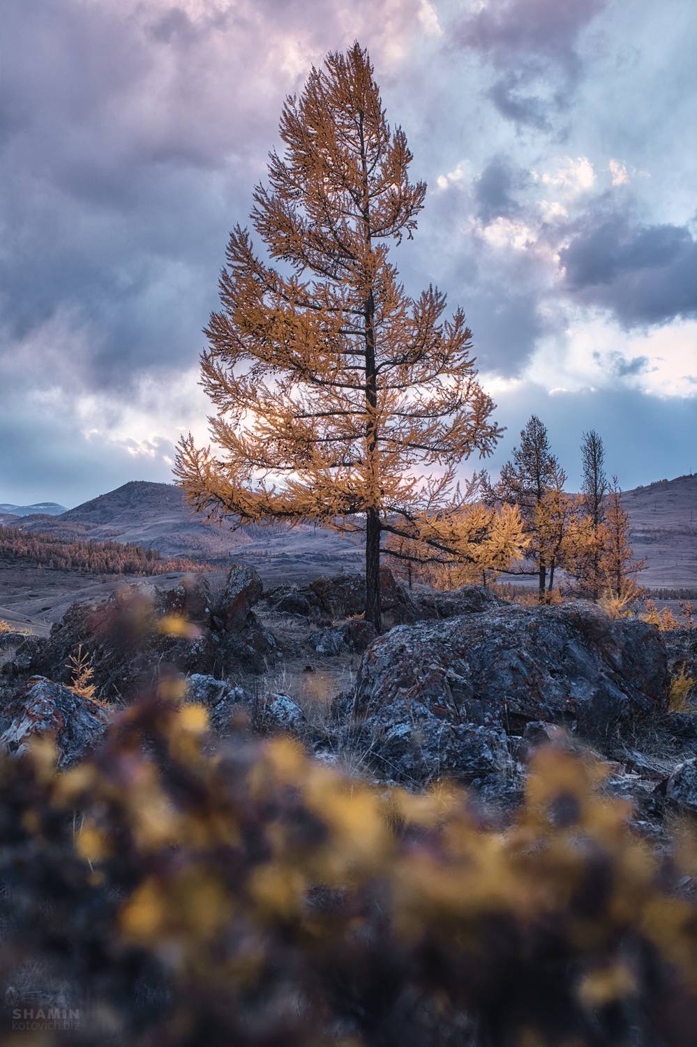 , Константин Шамин