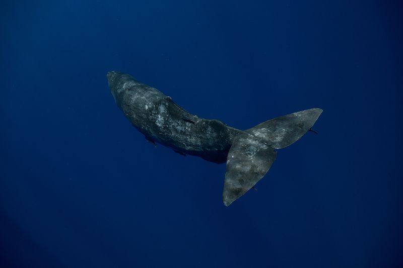 Descending / Погружение фото превью