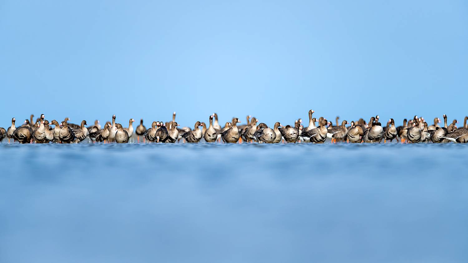 , Абросимов Александр