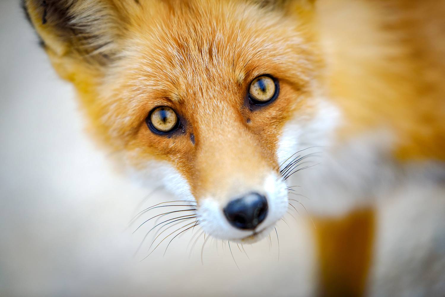 лиса, портрет, Усанин Максим