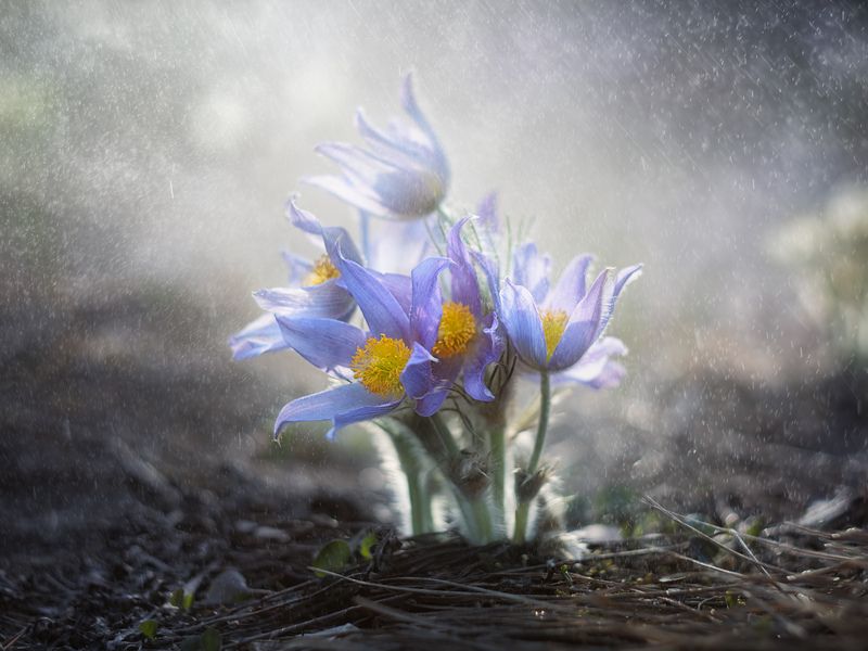 Апрельские прострелы фото превью