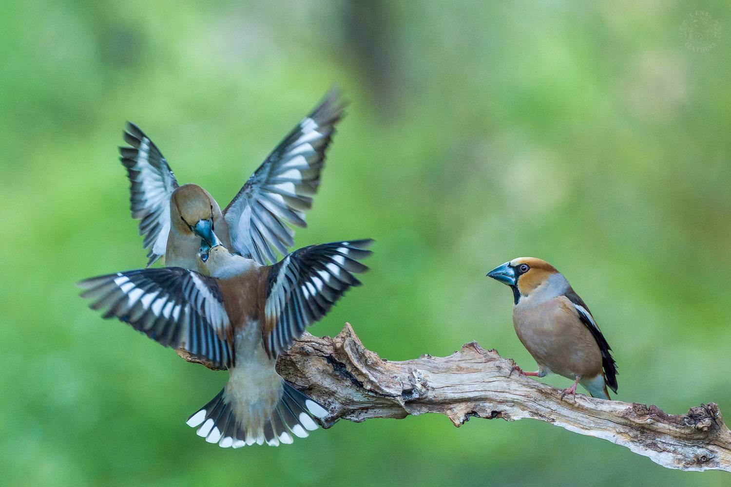 , Евгени Стефанов