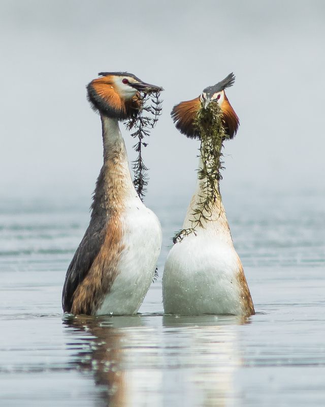 чомги, чомга Чомги фото превью
