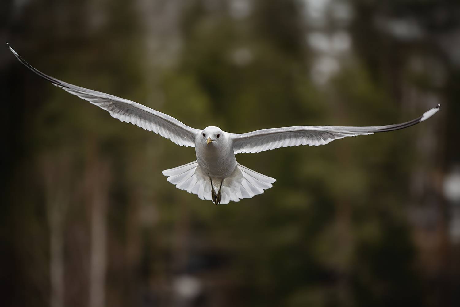 , Елена Самусенкова