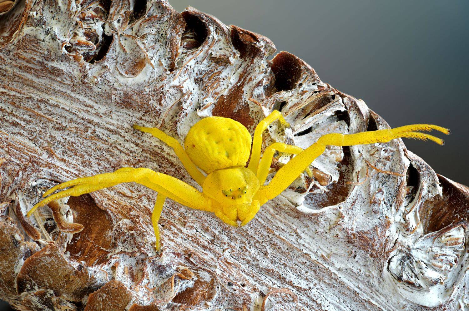 , Антон Финевич