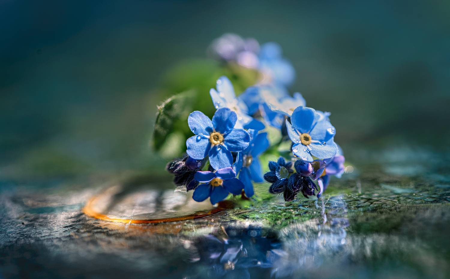 , Неля Рачкова