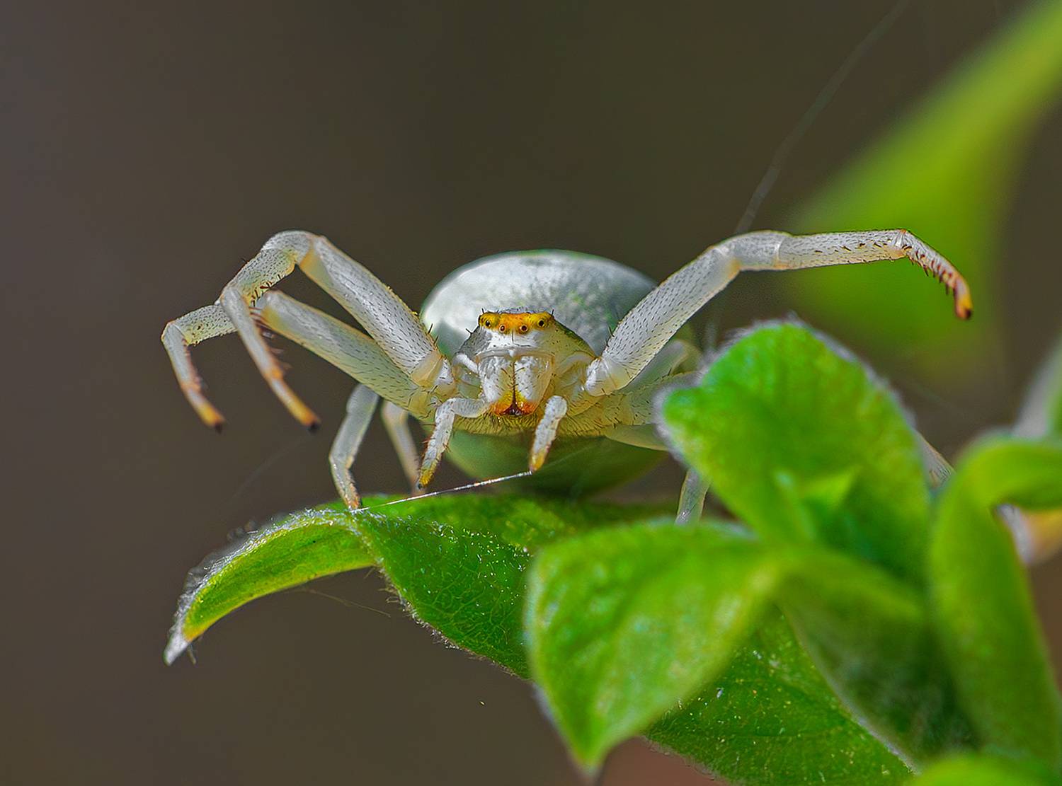 паук, цветочный, весна, апрель, Борис Новиков