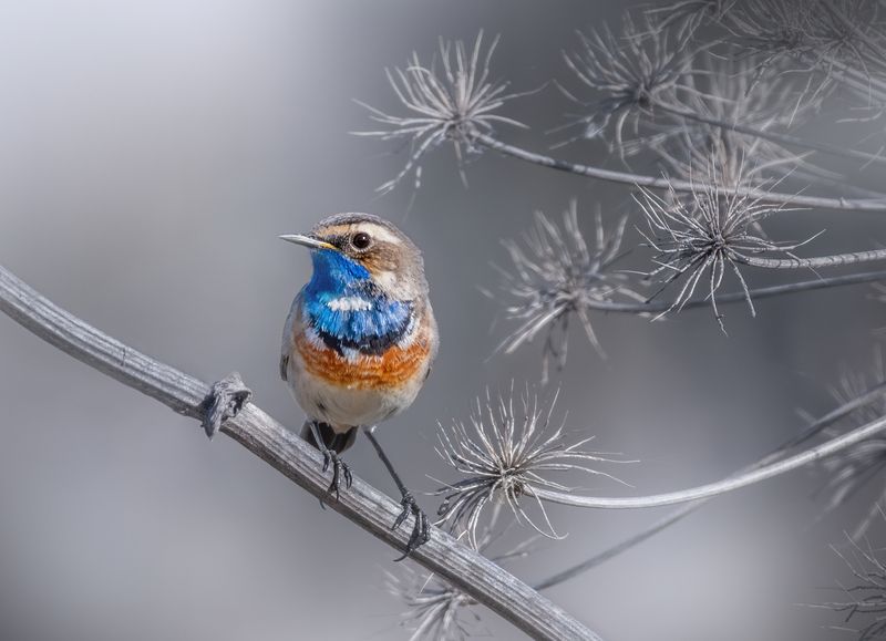 Варакушка Luscinia svecica фото превью