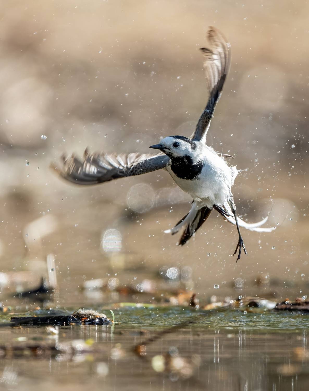 , Дэм Константин