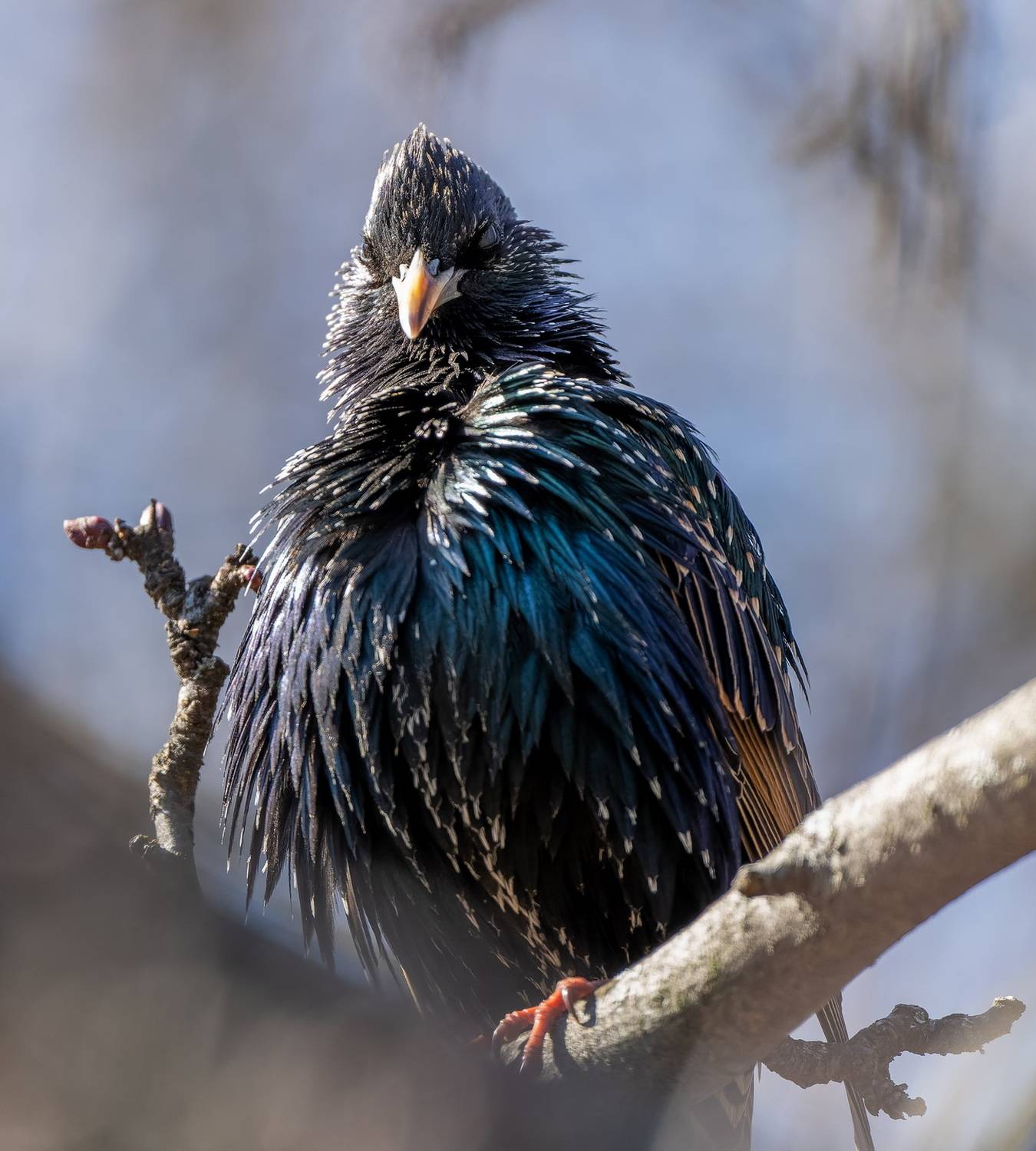 , Дэм Константин