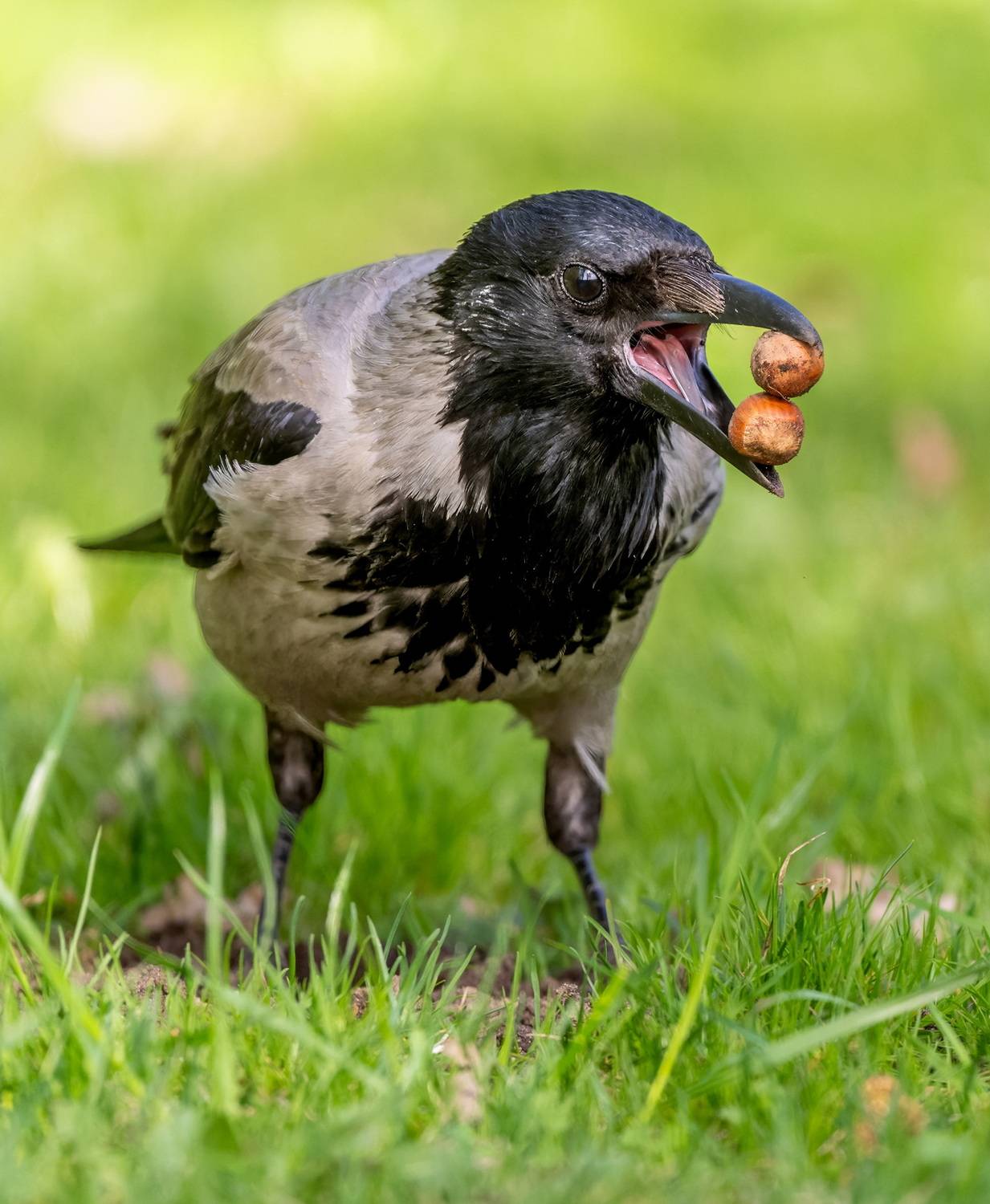 , Дэм Константин