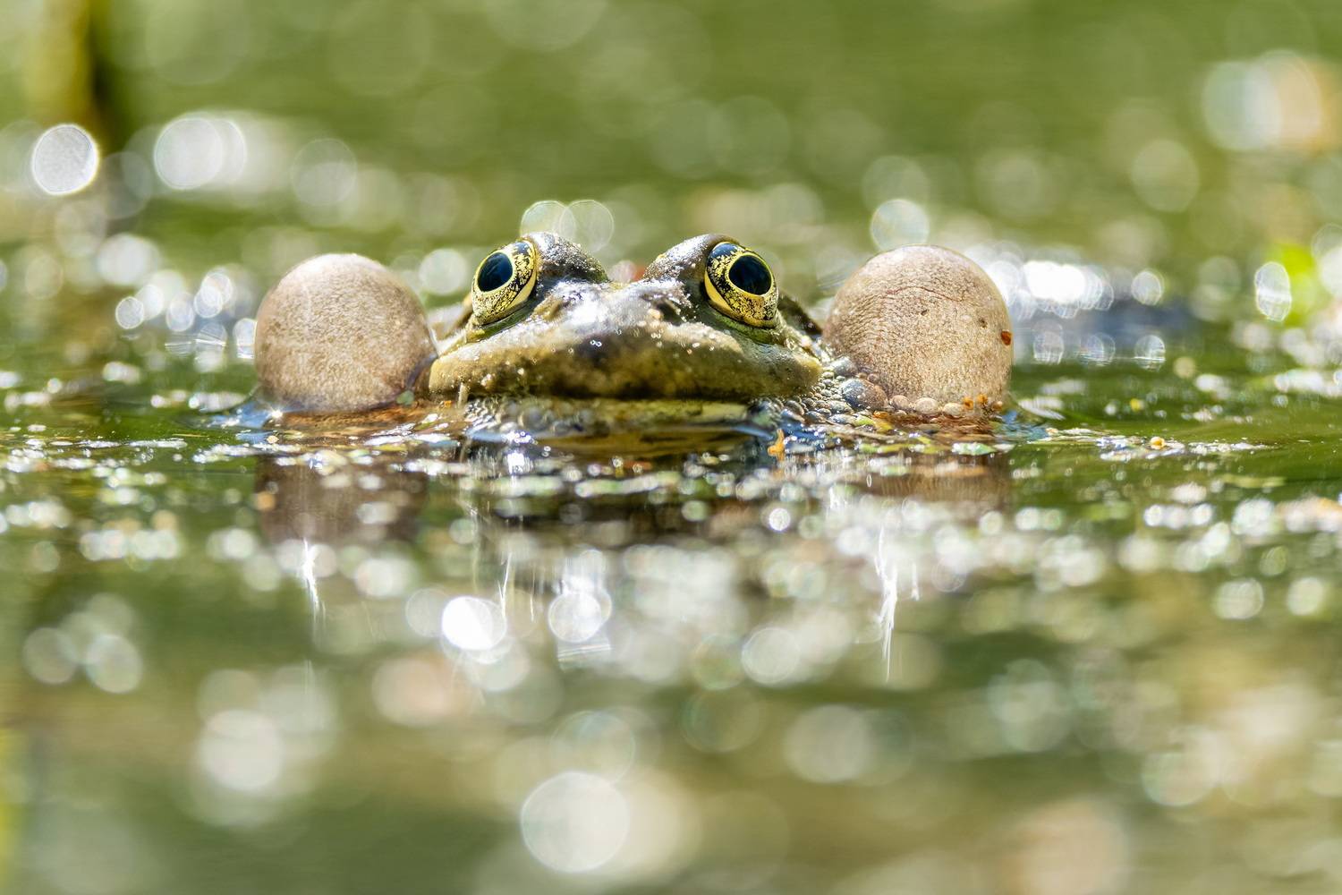 , Дэм Константин