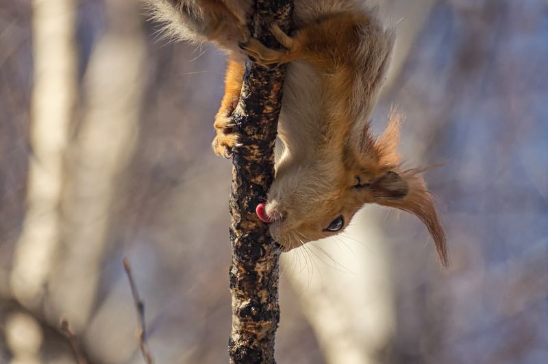 белка, берёзовыйсок, весна, Берёзовый сок и белки. (4 ФОТО) фото превью