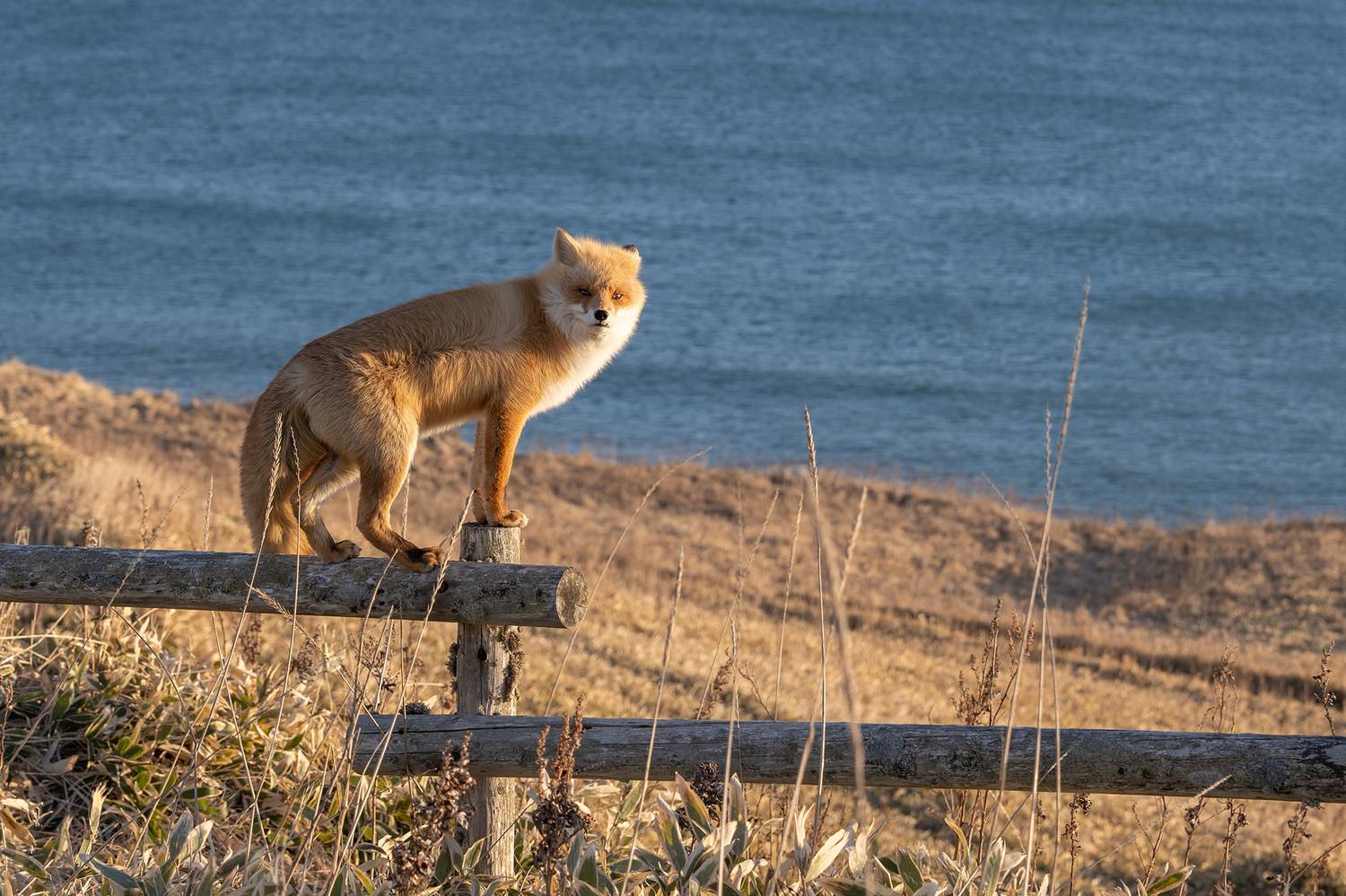, Vorobeychik Vladimir