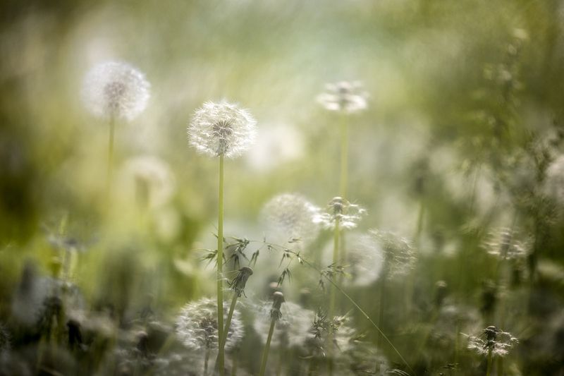Одуванчики фото превью