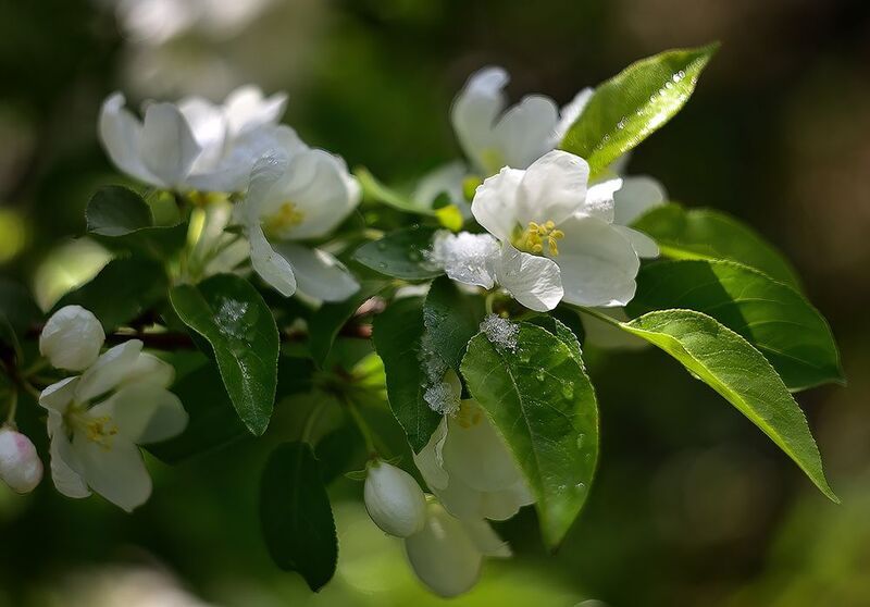 Аперельский снег.. фото превью