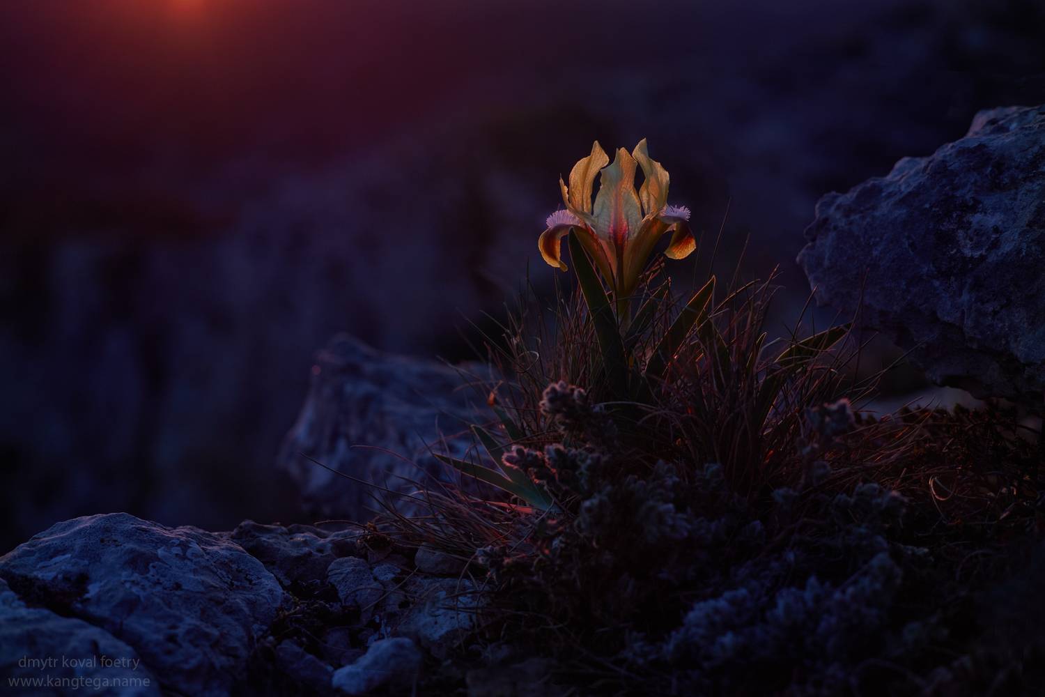 пейзажемагьё, пейзаж-как-виденье, Коваль Дмитр